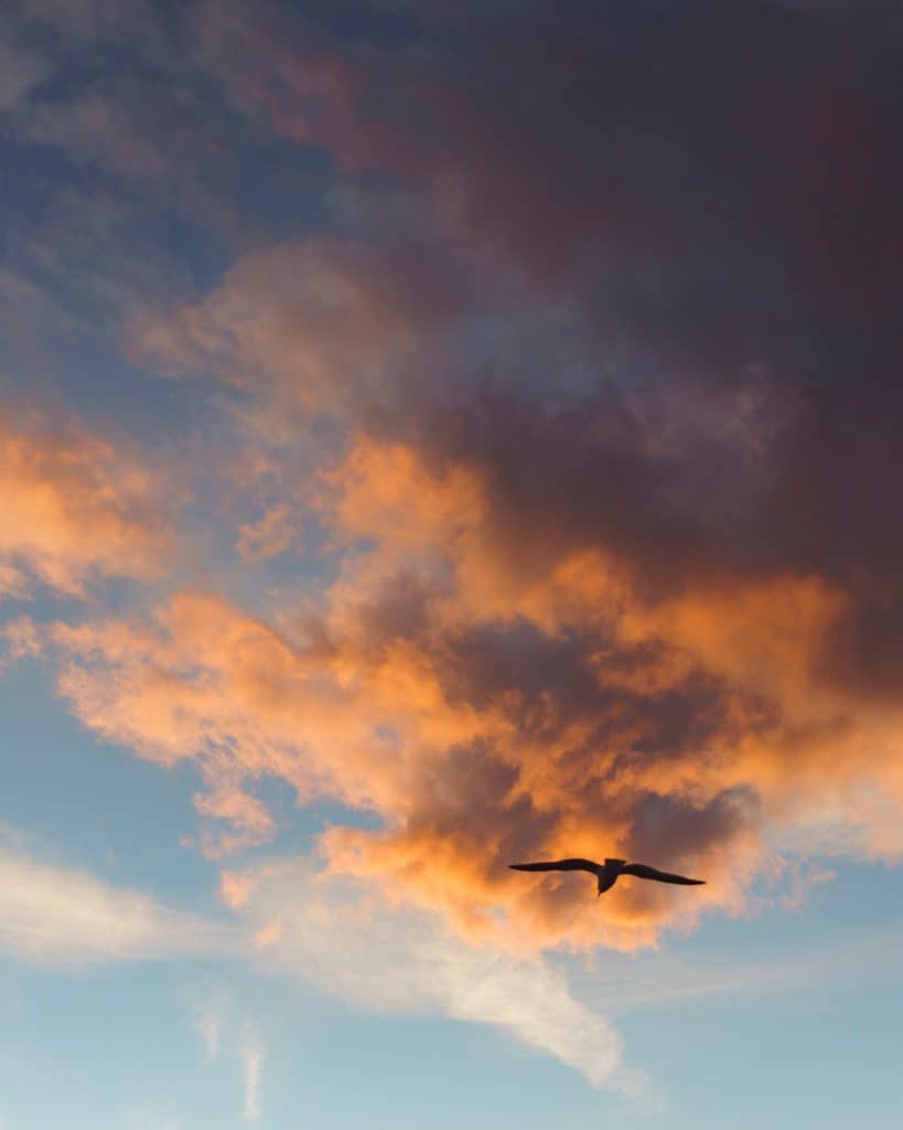 silhouette of a bird in a sunset sky 