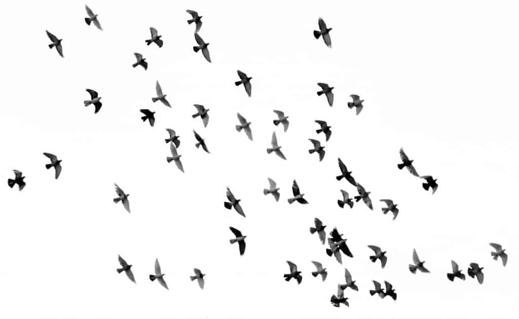 This is an image of birds flying in the sky, the birds are flying in the direction of the upper right area of the screen. 
