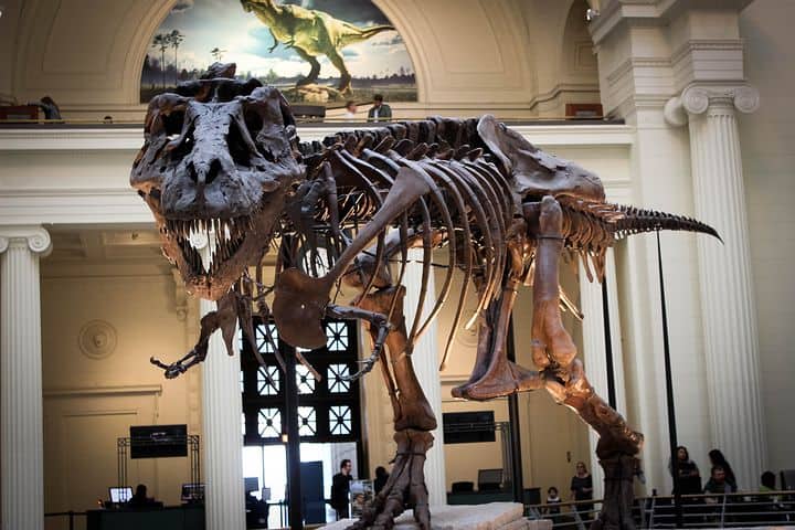 T-Rex fossils of it's whole body in a museum