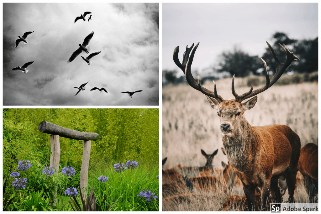 pictures of birds and deer and plants